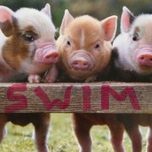 🐷 Swimsuits & Cover Ups 🐷